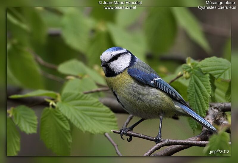 Eurasian Blue Tit