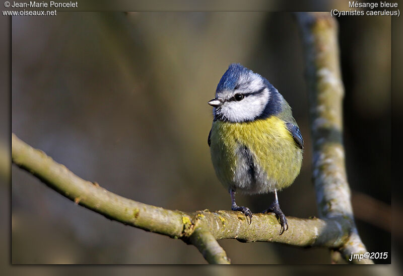 Mésange bleue