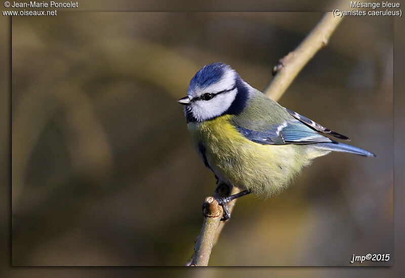 Eurasian Blue Tit