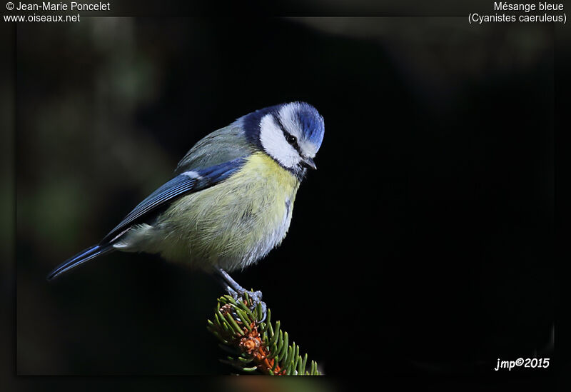 Eurasian Blue Tit