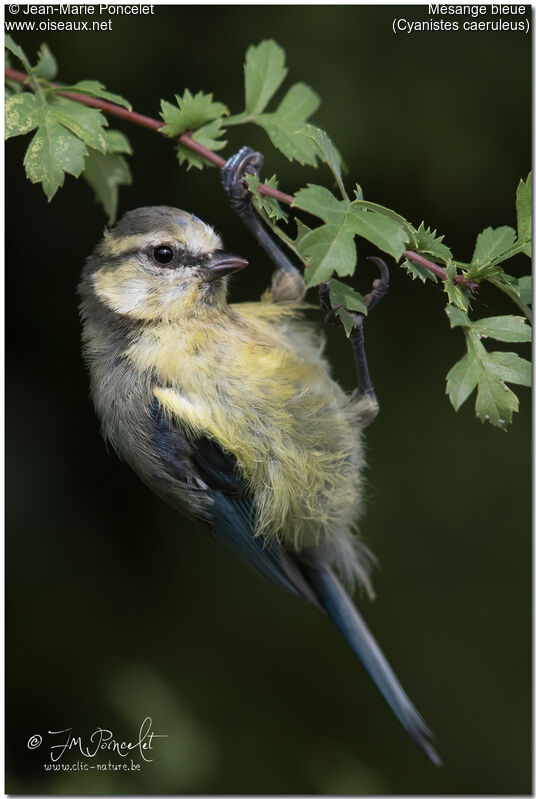 Eurasian Blue Tit