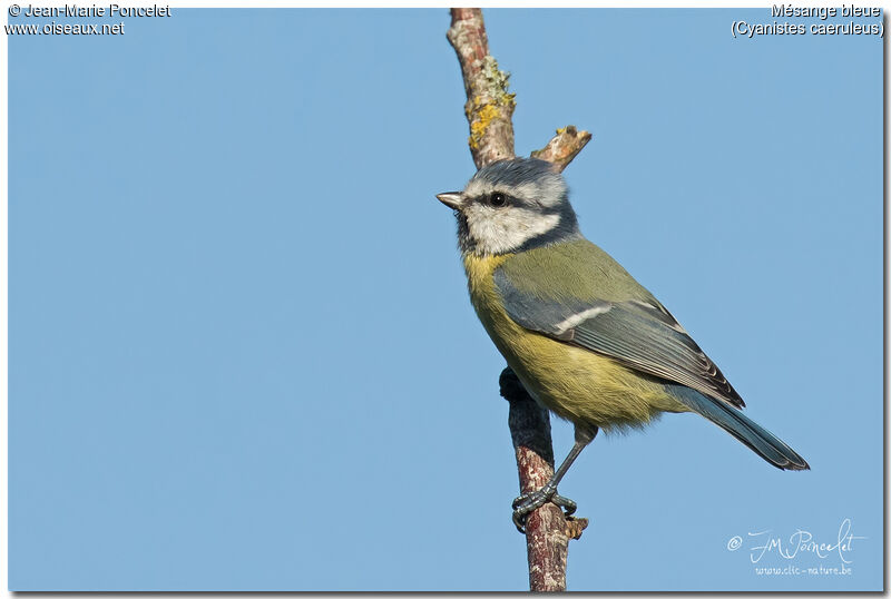 Mésange bleue