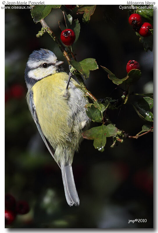 Eurasian Blue Tit