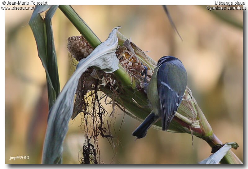 Eurasian Blue Tit