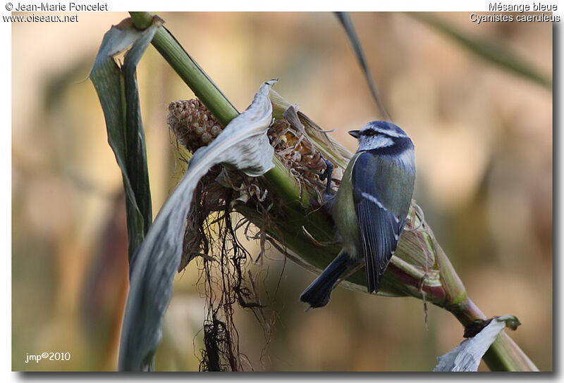 Eurasian Blue Tit