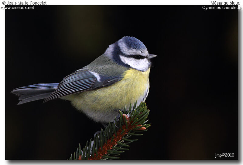 Eurasian Blue Tit