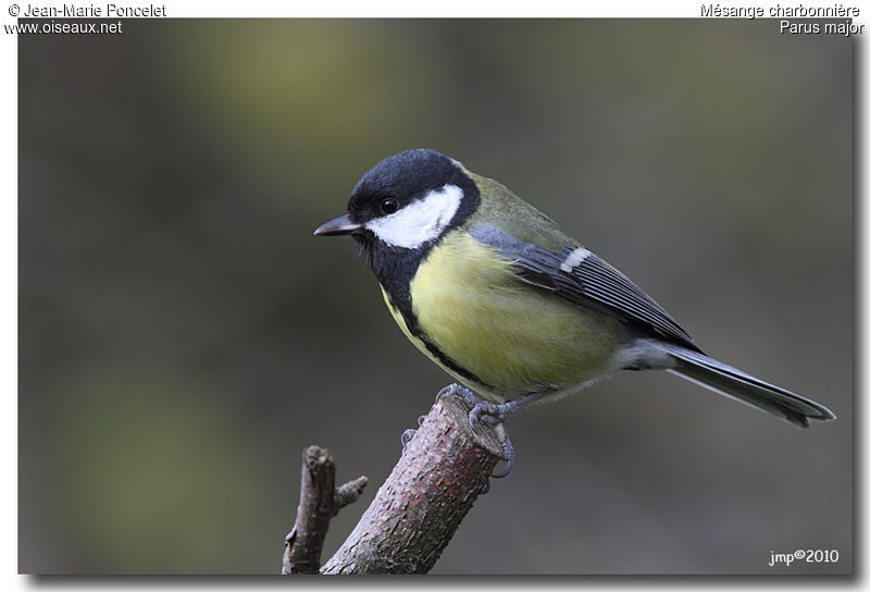 Mésange charbonnière