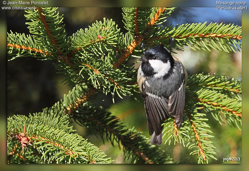 Coal Tit