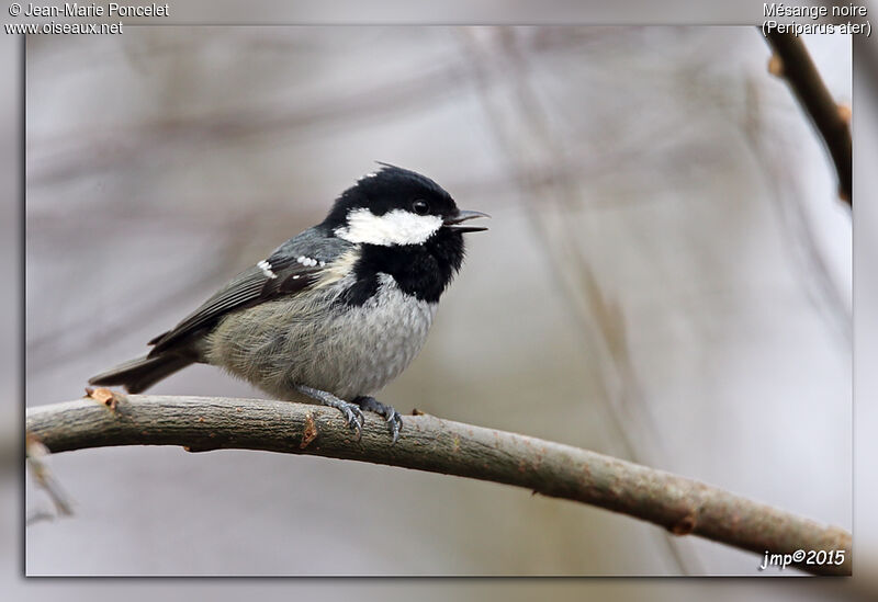 Coal Tit