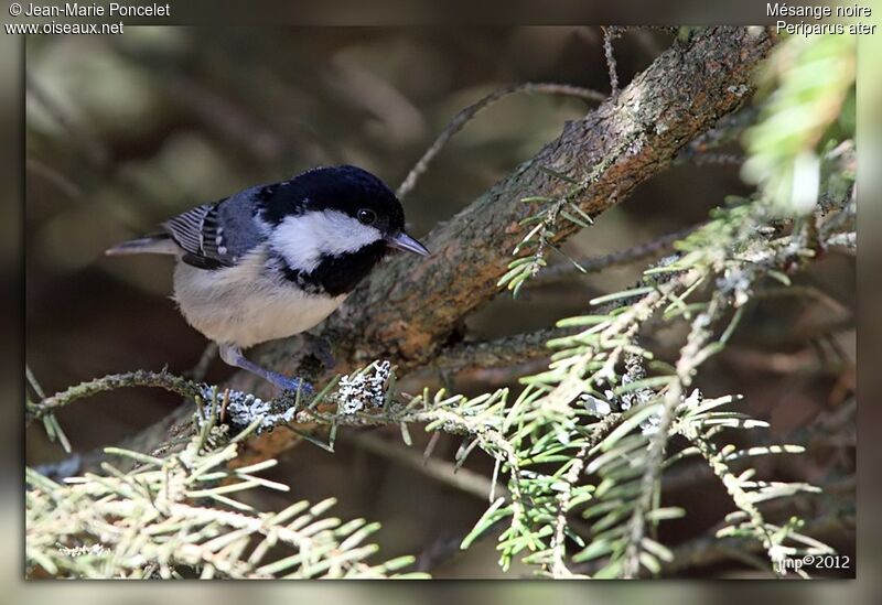 Coal Tit