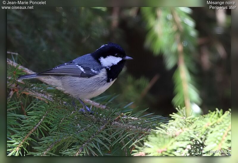 Coal Tit