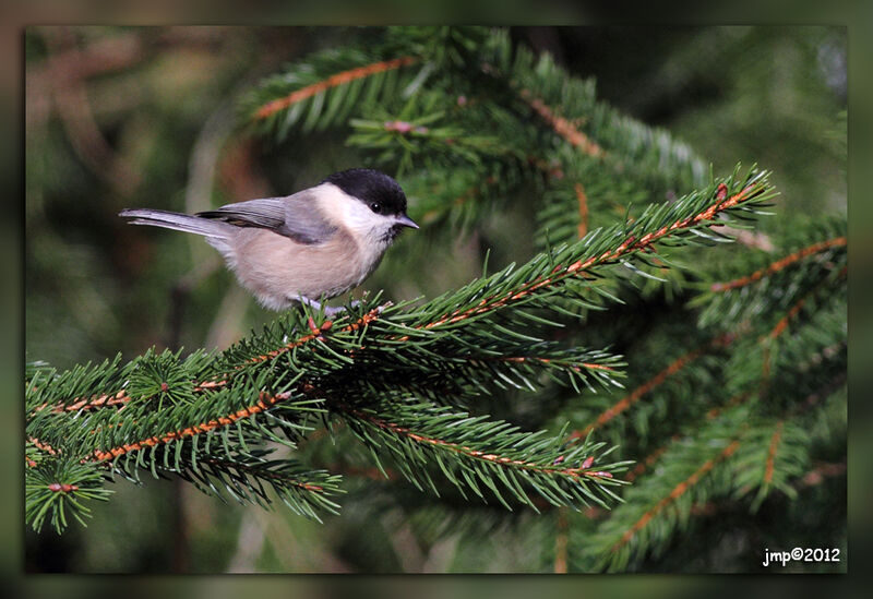 Marsh Tit