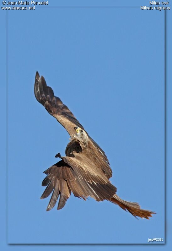 Black Kite