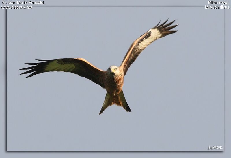 Red Kite