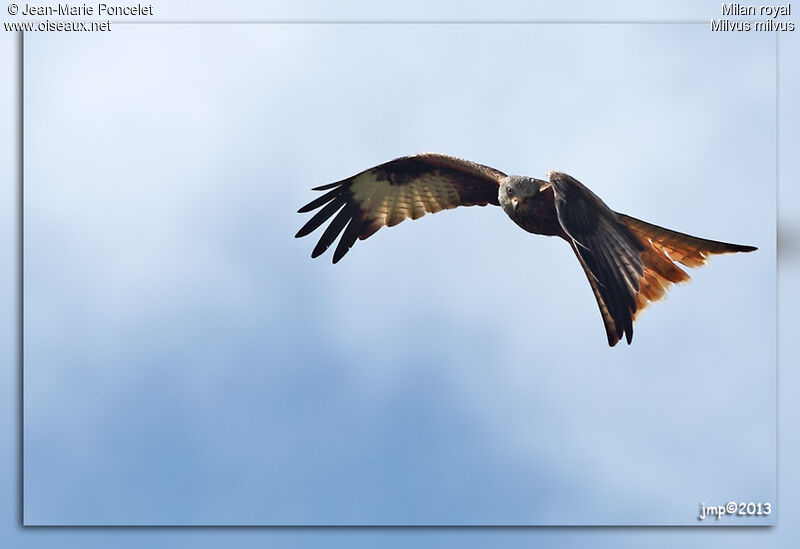 Red Kite