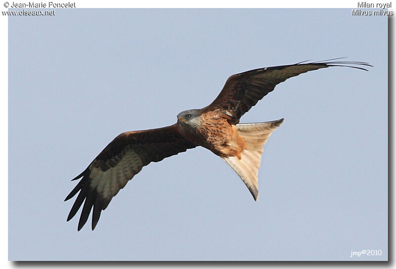 Red Kite