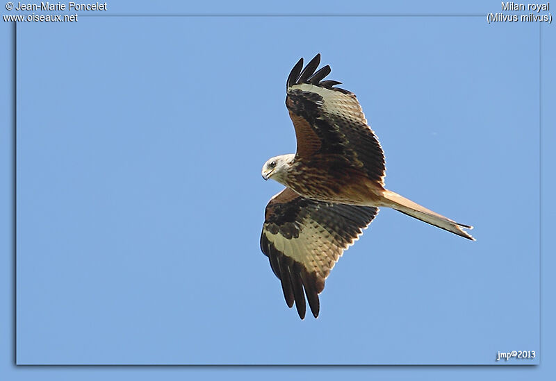 Red Kite