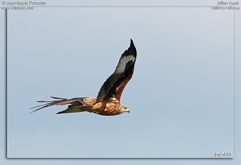 Red Kite