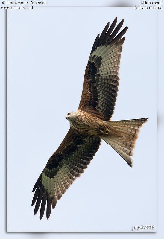 Red Kite