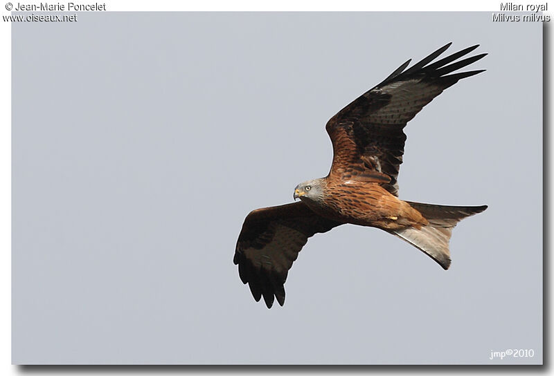 Red Kite