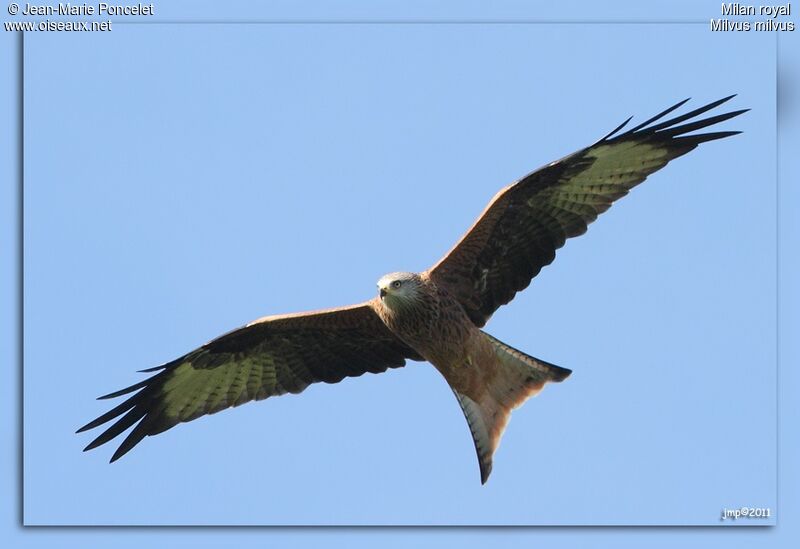 Red Kite