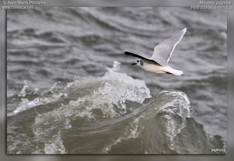 Little Gull