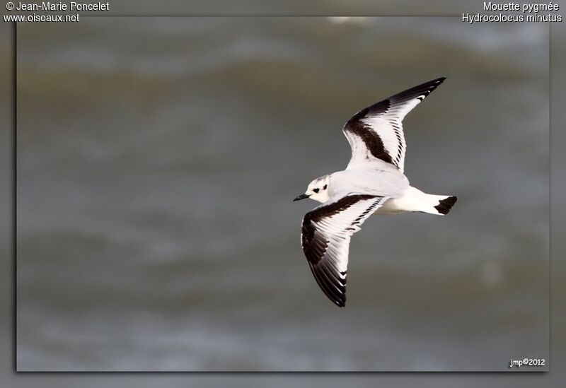 Little Gull