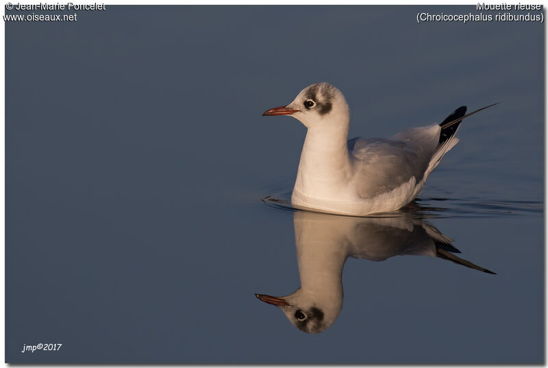 Mouette rieuse