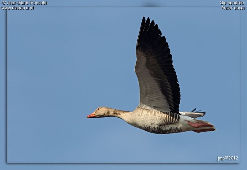 Greylag Goose