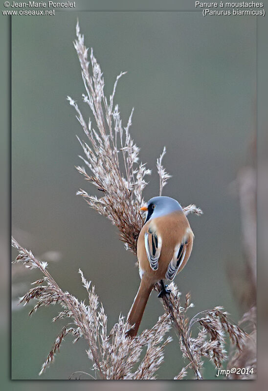 Bearded Reedling