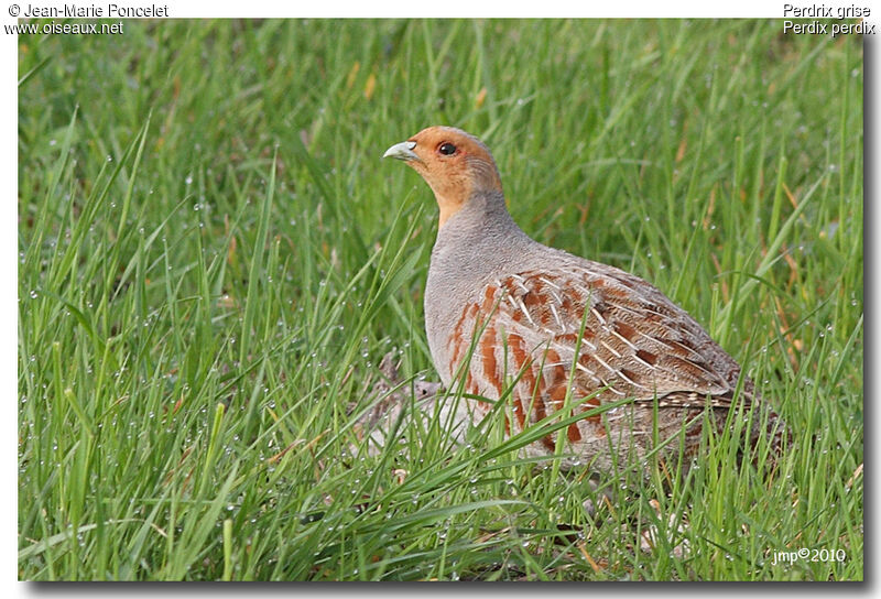 Grey Partridge