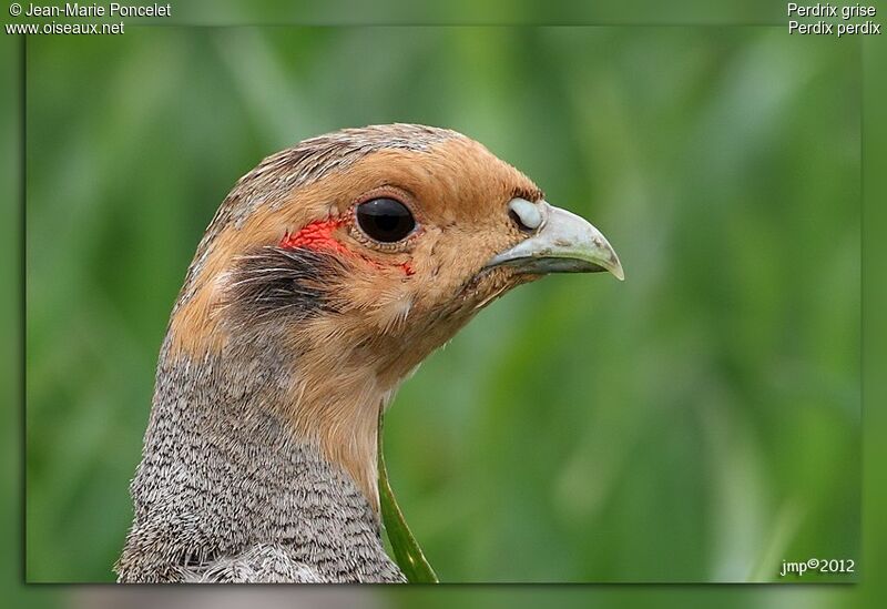 Grey Partridge