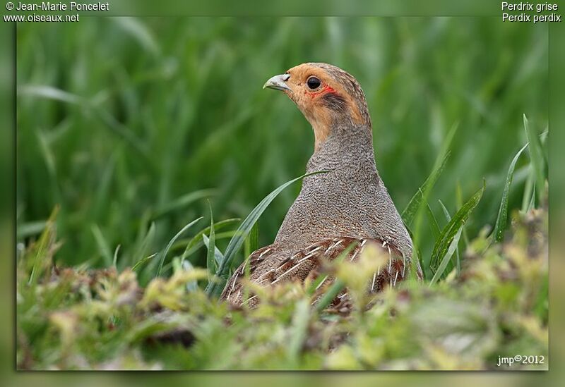 Grey Partridge