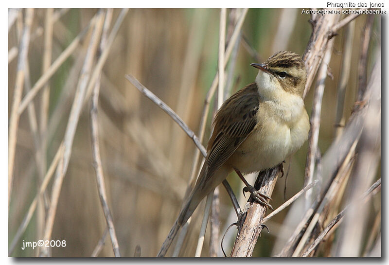 Sedge Warbler