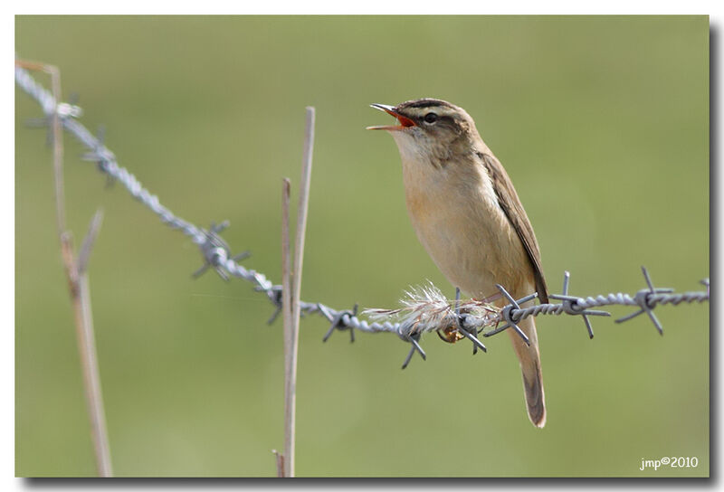 Sedge Warbler