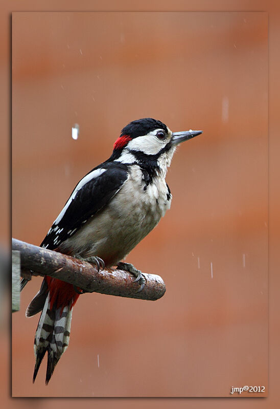 Great Spotted Woodpecker