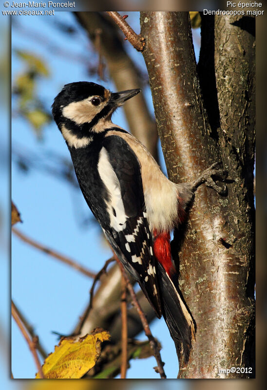 Great Spotted Woodpecker