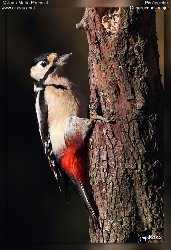 Great Spotted Woodpecker