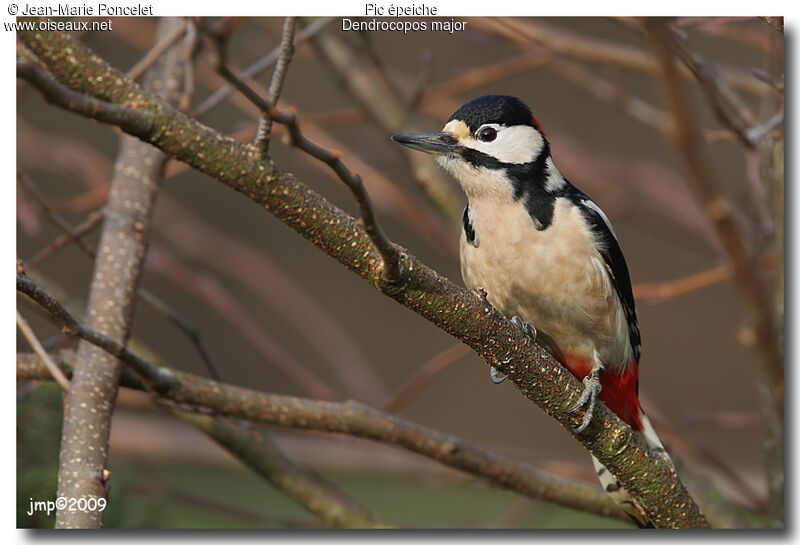 Great Spotted Woodpecker male