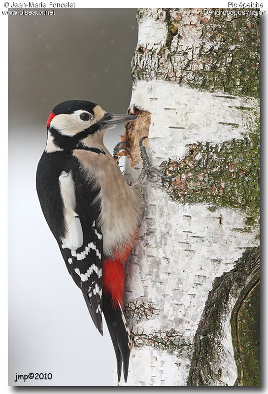 Great Spotted Woodpecker