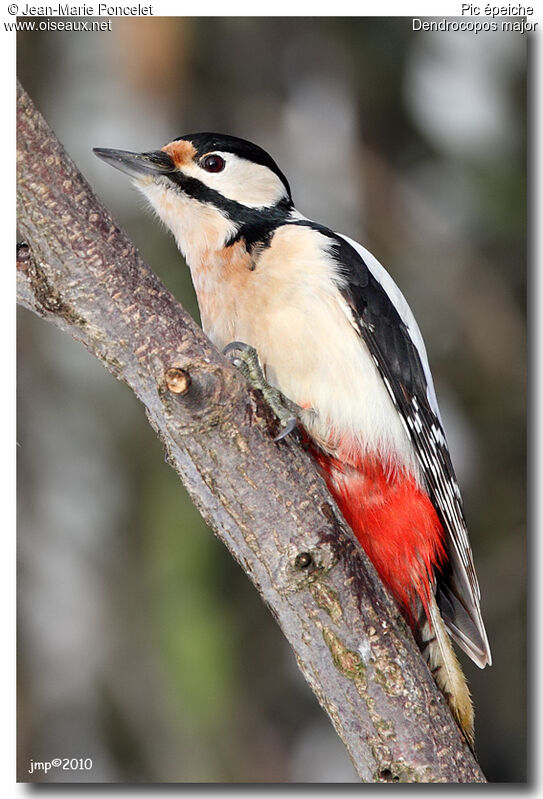 Great Spotted Woodpecker female adult