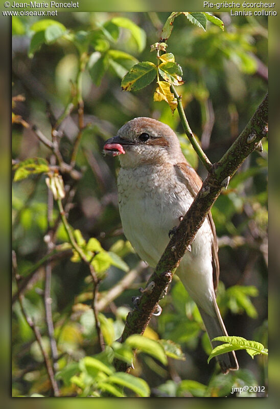 Red-backed Shrike