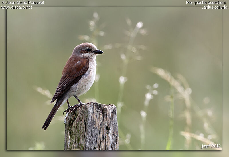 Red-backed Shrike female