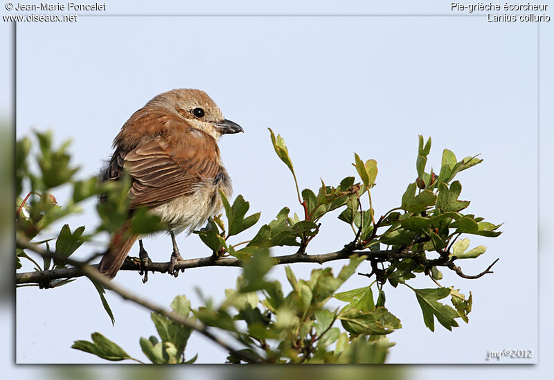 Red-backed Shrike