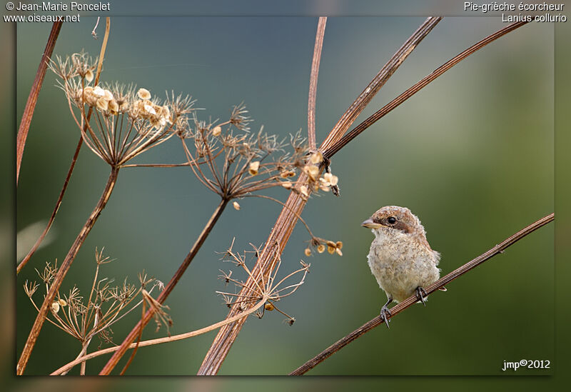 Red-backed Shrike