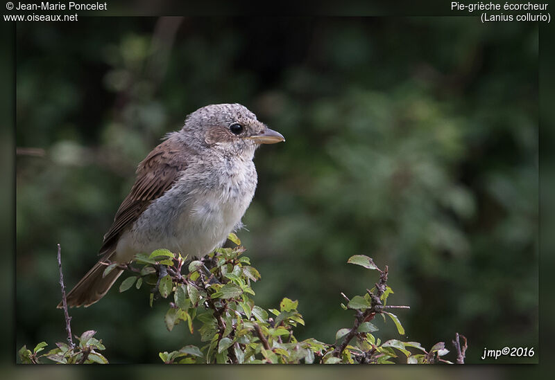 Red-backed Shrike