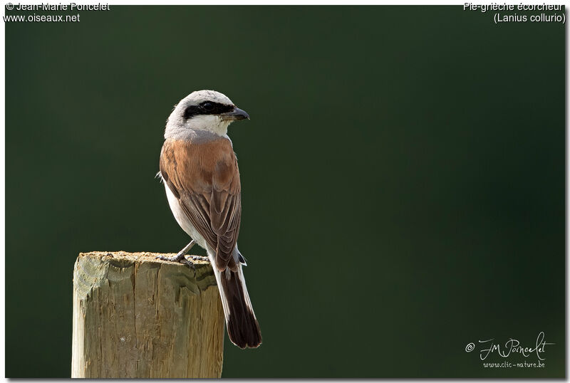 Red-backed Shrike male