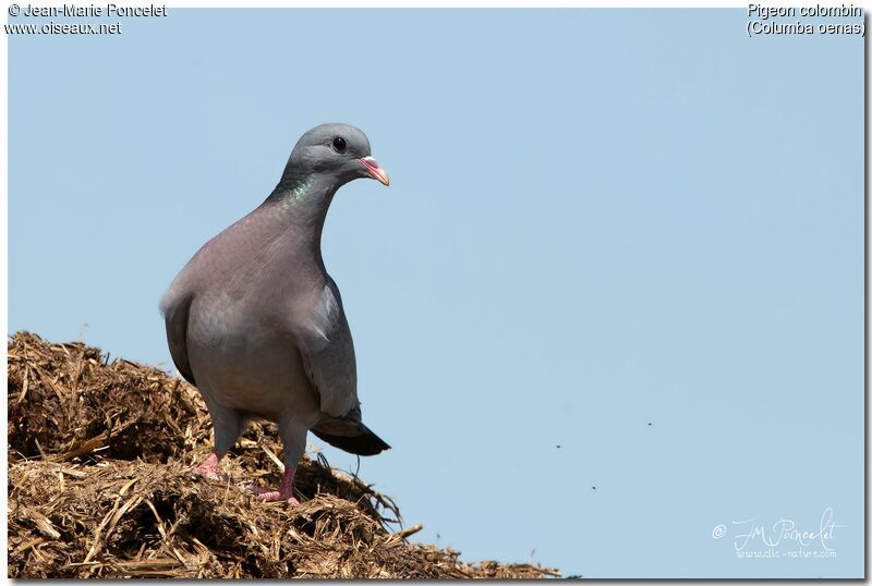 Stock Dove