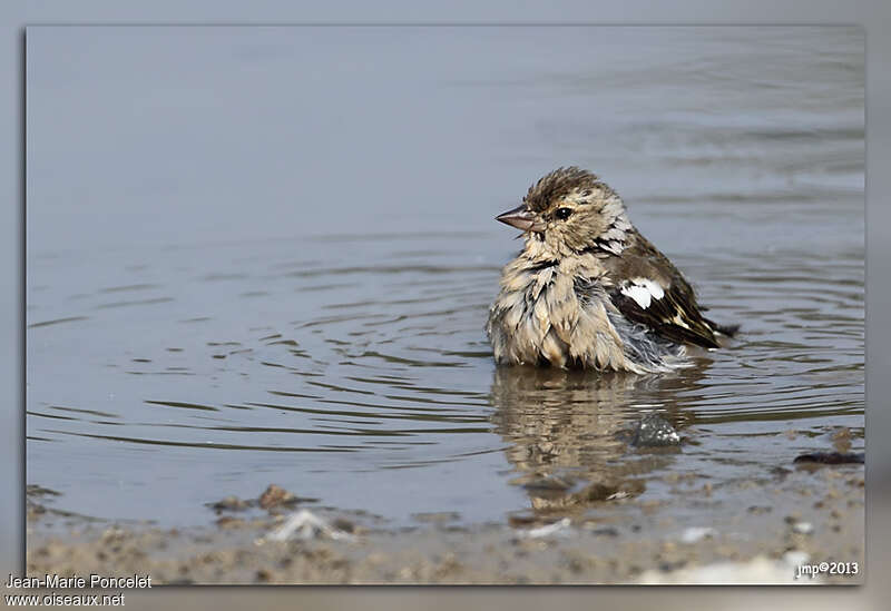 Eurasian Chaffinch female, care