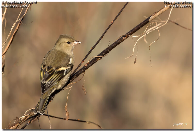 Eurasian Chaffinch female